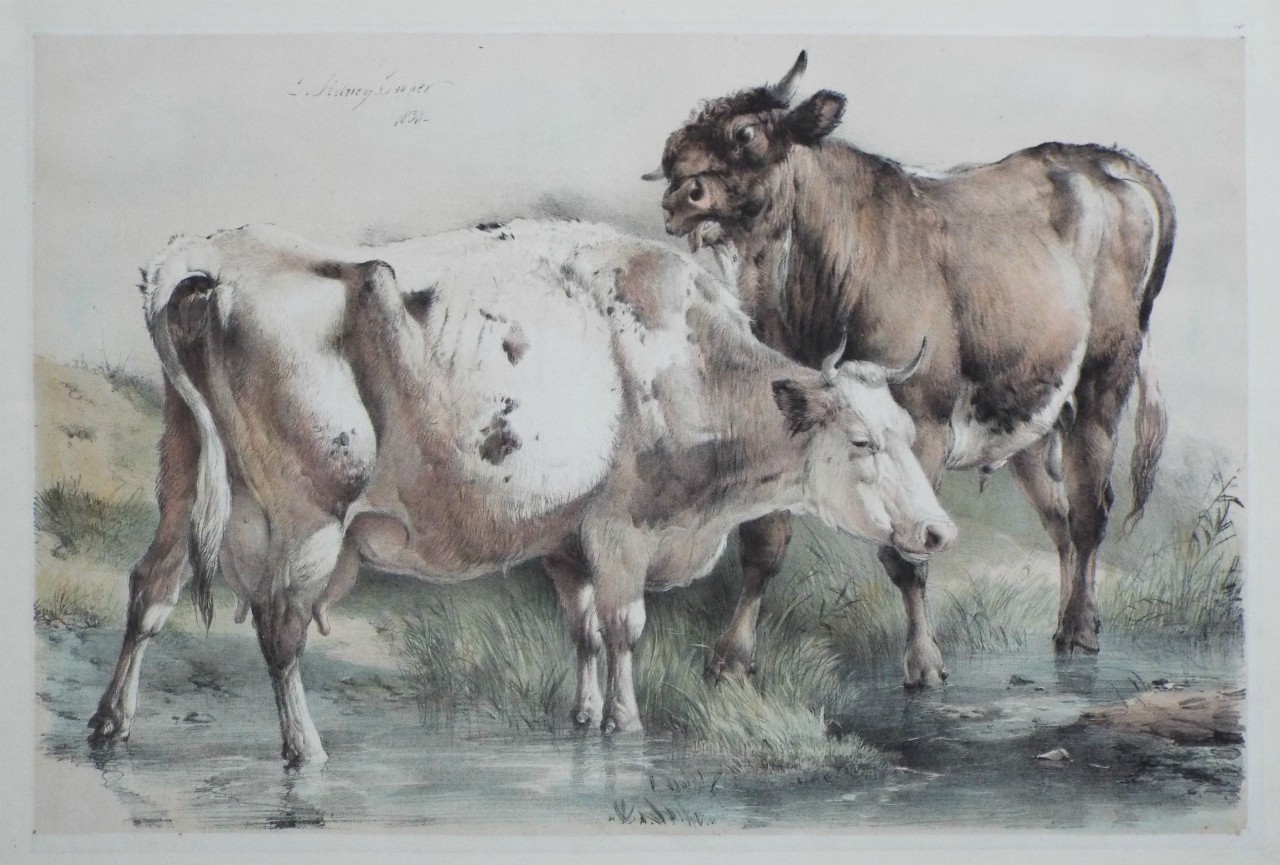 Lithograph - Cattle - Cooper